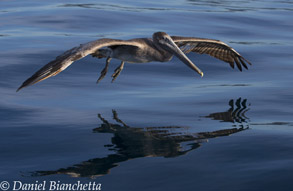 California Brown Pelican, photo by Daniel Bianchetta