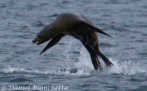 California Sea Lion, photo by Daniel Bianchetta