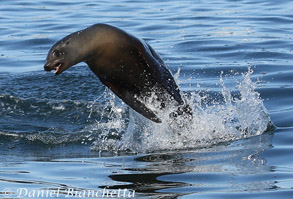 California Sea Lion, photo by Daniel Bianchetta