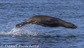 California Sea Lion, photo by Daniel Bianchetta