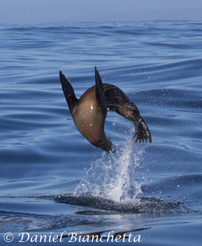 California Sea Lion, photo by Daniel Bianchetta