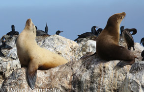 California Sea Lions, photo by Daniel Bianchetta