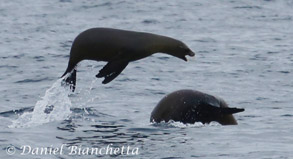 California Sea Lions, photo by Daniel Bianchetta