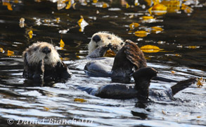 California Sea Otters, photo by Daniel Bianchetta