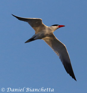 Caspian Tern, photo by Daniel Bianchetta