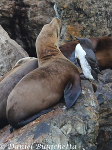 Common Murre with California Sea Lions, photo by Daniel Bianchetta