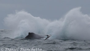 Common Tern by Humpback Whale, photo by Daniel Bianchetta