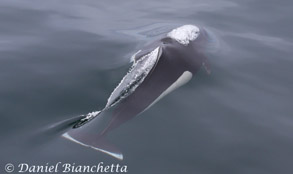 Dall's Porpoise, photo by Daniel Bianchetta