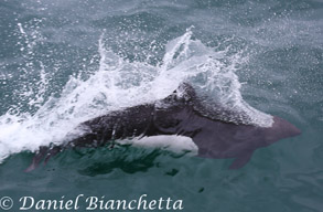 Dall's Porpoise, photo by Daniel Bianchetta