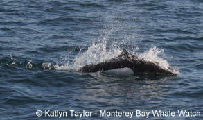 Dall's Porpoise, photo by Katlyn Taylor