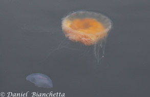 Egg Yolk Jelly and Moon Jelly, photo by Daniel Bianchetta