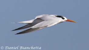 Elegant Tern, photo by Daniel Bianchetta