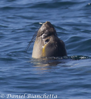 Elephant Seal, photo by Daniel Bianchetta