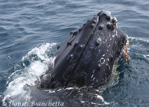 Friendly Humpback Whale, photo by Daniel Bianchetta