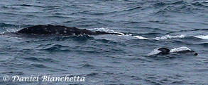 Gray Whale back and Pacific White-sided Dolphin, photo by Daniel Bianchetta