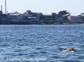 Gray Whale by Aquarium, photo by Daniel Bianchetta