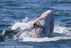 Gray Whale with barnacles, photo by Daniel Bianchetta