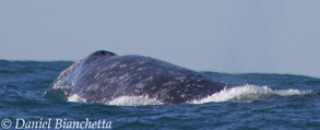 Gray Whale, photo by Daniel Bianchetta