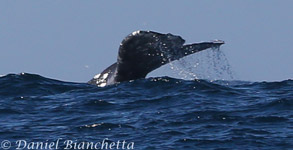 Gray Whale Flukes, photo by Daniel Bianchetta