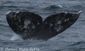 Gray Whale flukes with Killer Whale rake marks at upper left, photo by Daniel Bianchetta