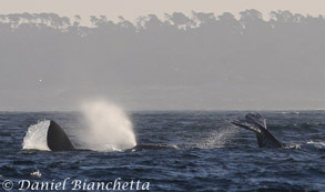 Gray Whales, photo by Daniel Bianchetta