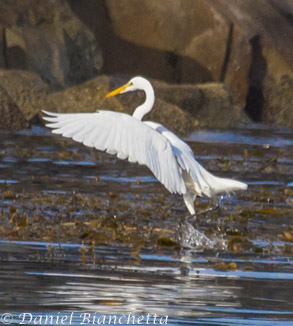 Great Egret, photo by Daniel Bianchetta