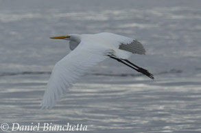 Great Egret, photo by Daniel Bianchetta