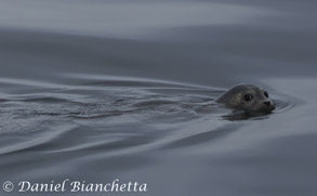 Harbor Seal, photo by Daniel Bianchetta