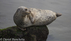 Harbor Seal, photo by Daniel Bianchetta