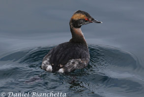 Horned Grebe, photo by Daniel Bianchetta