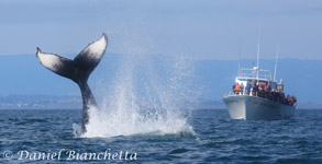 Humpback Whale tail throw, photo by Daniel Bianchetta