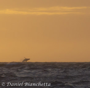 Humpback Whale breaching at sunset, photo by Daniel Bianchetta