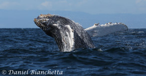 Humpback Whale breaching, photo by Daniel Bianchetta