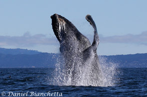 Humpback Whale breaching, photo by Daniel Bianchetta