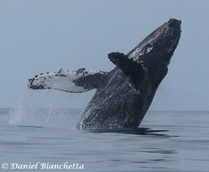 Humpback Whale breaching, photo by Daniel Bianchetta