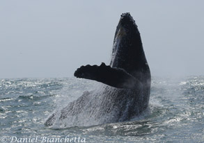 Humpback Whale breaching, photo by Daniel Bianchetta