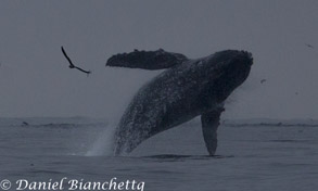 Humpback Whale breaching, photo by Daniel Bianchetta