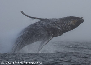 Humpback Whale breaching, photo by Daniel Bianchetta