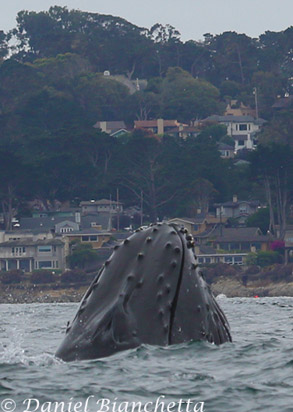 Humpback Whale, photo by Daniel Bianchetta