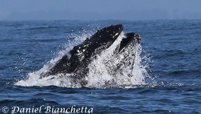 Humpback Whale lunge-feeding, photo by Daniel Bianchetta