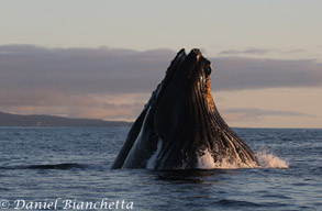 HumpbackWhale lunge-feeding, photo by Daniel Bianchetta