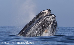 Humpback Whale lunge feeding, photo by Daniel Bianchetta