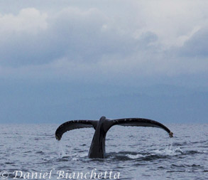 Humpback Whale tail, photo by Daniel Bianchetta