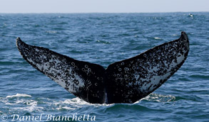 Humpback Whale tail, photo by Daniel Bianchetta