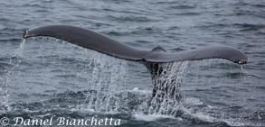 Humpback Whale Tail, photo by Daniel Bianchetta