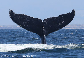 Humpback Whale tail, photo by Daniel Bianchetta