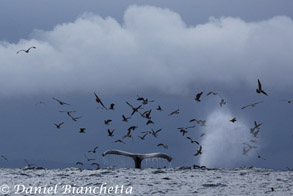 Humpback Whale tail, photo by Daniel Bianchetta