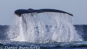 Humpback Whale tail, photo by Daniel Bianchetta