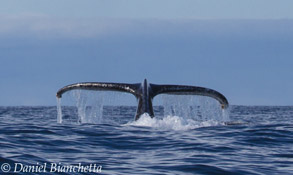 Humpback Whale tail, photo by Daniel Bianchetta