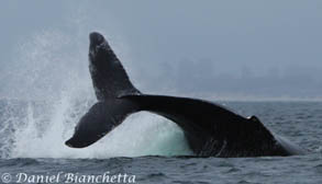 Humpback Whale tail throw, photo by Daniel Bianchetta